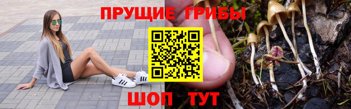 Псилоцибиновые грибы GOLDEN TEACHER Ялта